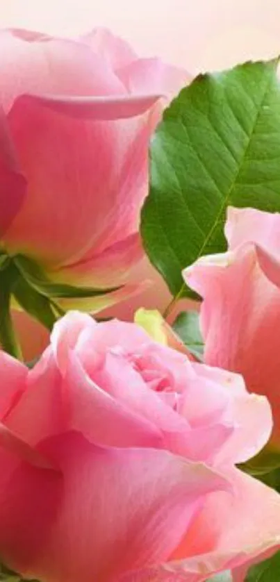 Close-up of pink roses with green leaves, perfect for a floral-themed wallpaper.