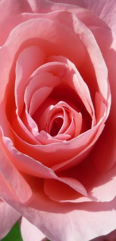 Close-up view of a blooming pink rose with soft, layered petals.