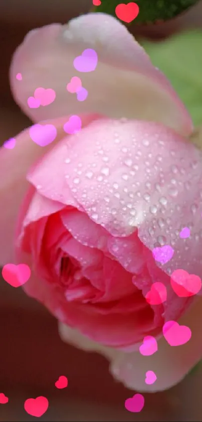 Close-up of a pink rose with water droplets on petals.