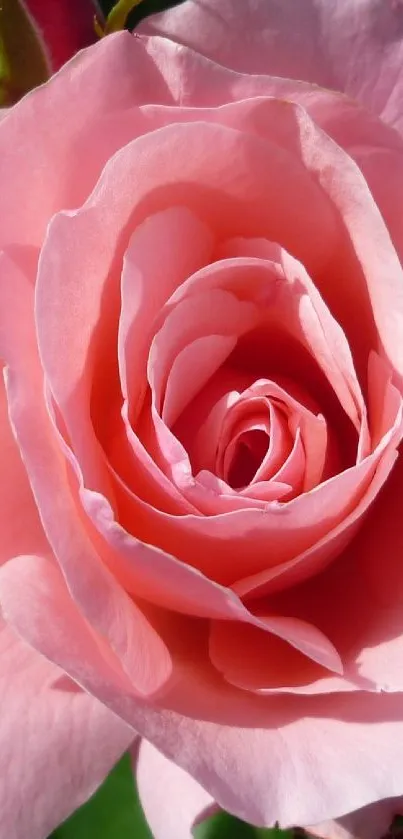 Close-up of a vibrant pink rose blooming in elegant layers.