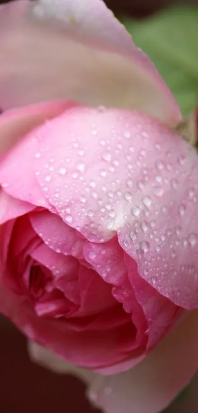 Close-up of a pink rose with dewdrops, showcasing delicate petals.