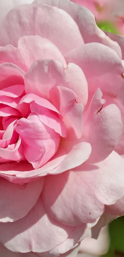 Close-up of a beautiful pink rose in full bloom.