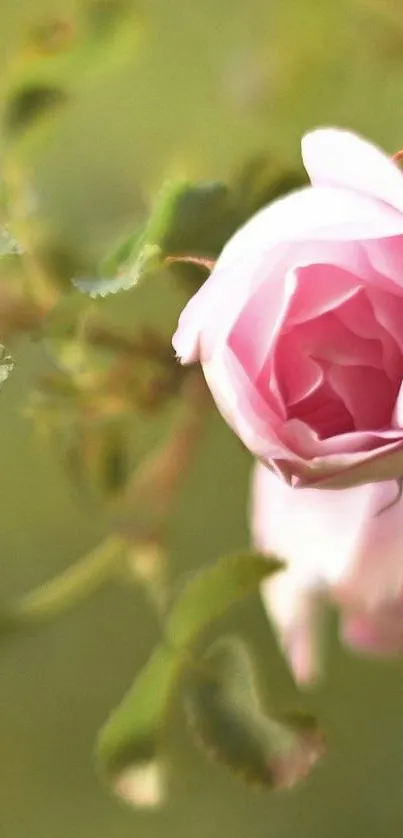 Elegant pink rose with green foliage.