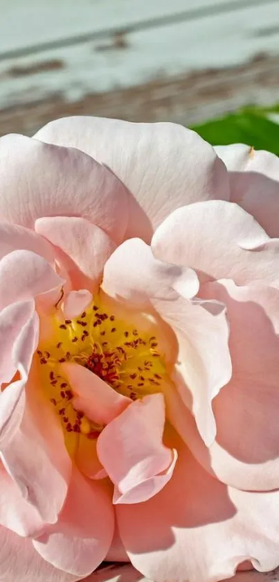 Beautiful light pink rose blossom on rustic surface.