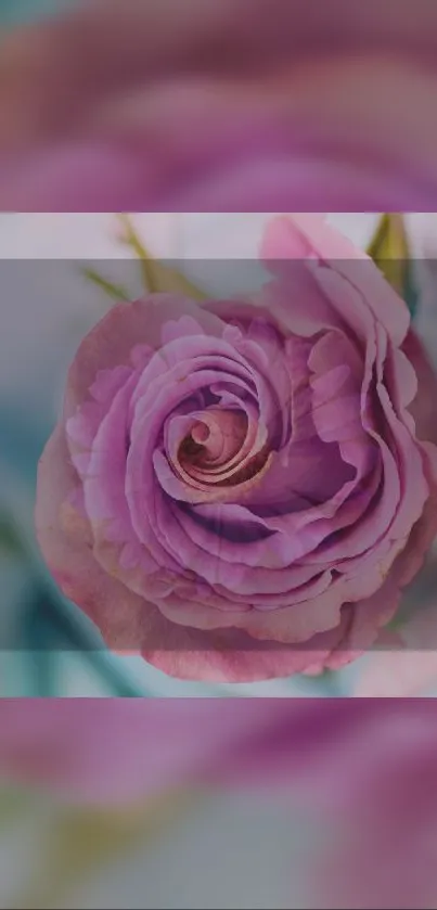 A close-up of a pink rose blossom against a soft background.