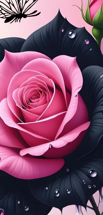 Pink rose with dew and butterfly on dark leaves.