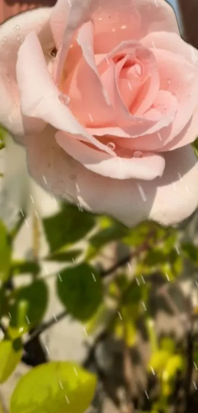 Close-up of a pink rose with green leaves, ideal for floral wallpapers.