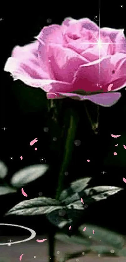 Elegant pink rose with dark background and soft glowing stars.