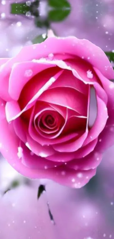 Stunning pink rose flower with delicate petals.