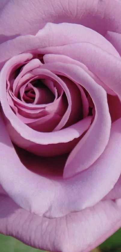 Close-up shot of a vibrant pink rose blossom.