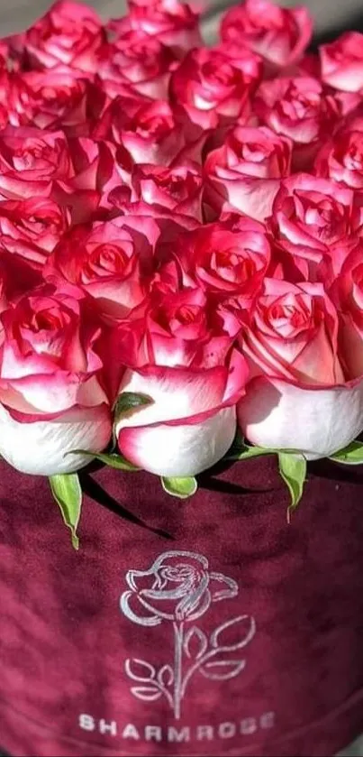 Elegant display of pink roses in decorative maroon box.
