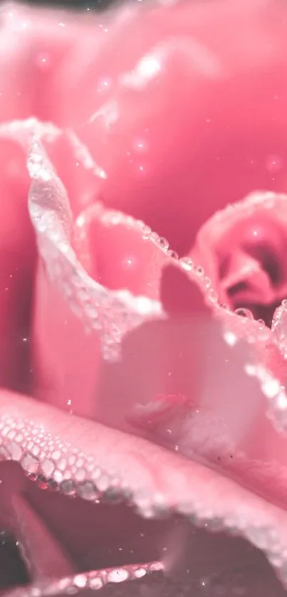 Close-up shot of a pink rose with dewdrops on its petals.