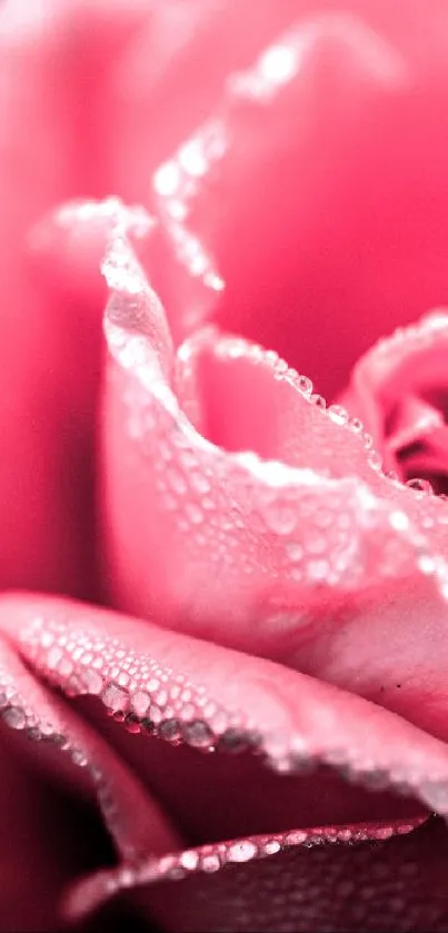 Close-up image of a pink rose with dewdrops on petals.