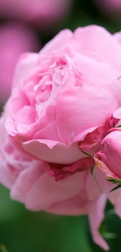 Close-up view of a pink rose in full bloom with soft petals.