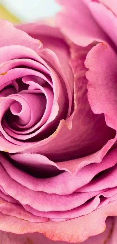 Close-up of a vibrant pink rose in full bloom.