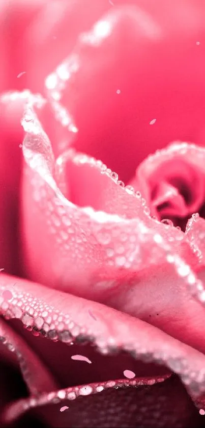 Close-up of a pink rose with dewdrops on petals.