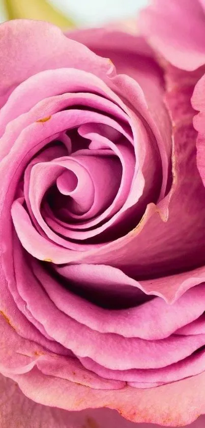 Close-up of a vibrant pink rose with delicate petals.