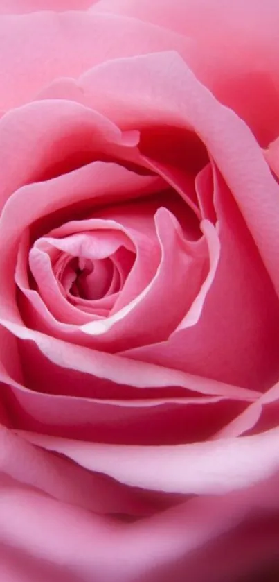 Close-up of a pink rose, perfect for wallpaper.