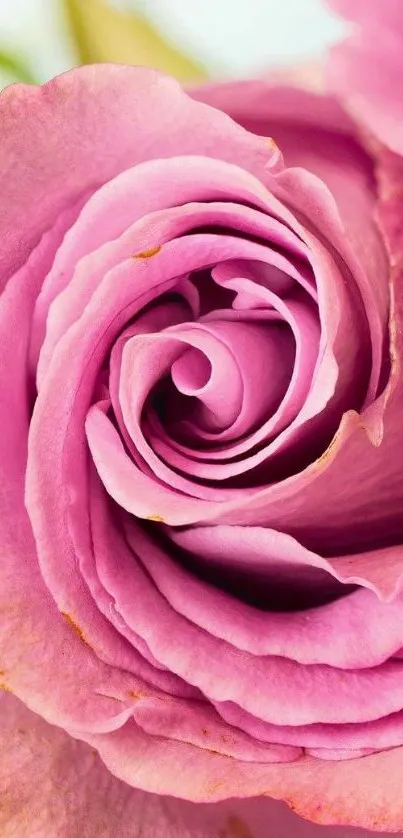 Close-up of a beautiful pink rose in full bloom.