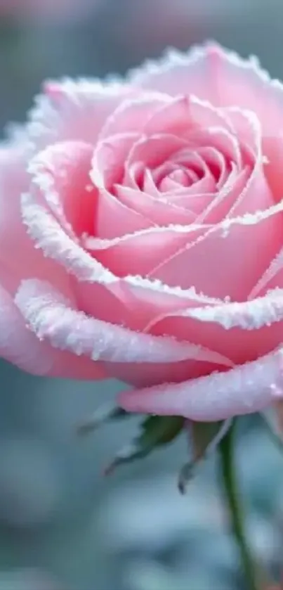 Close-up of a pink rose with delicate petals.