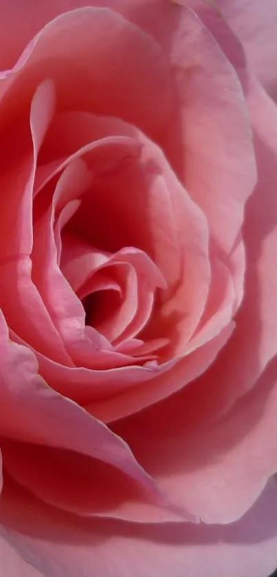 Close-up of an elegant pink rose with delicate petals.