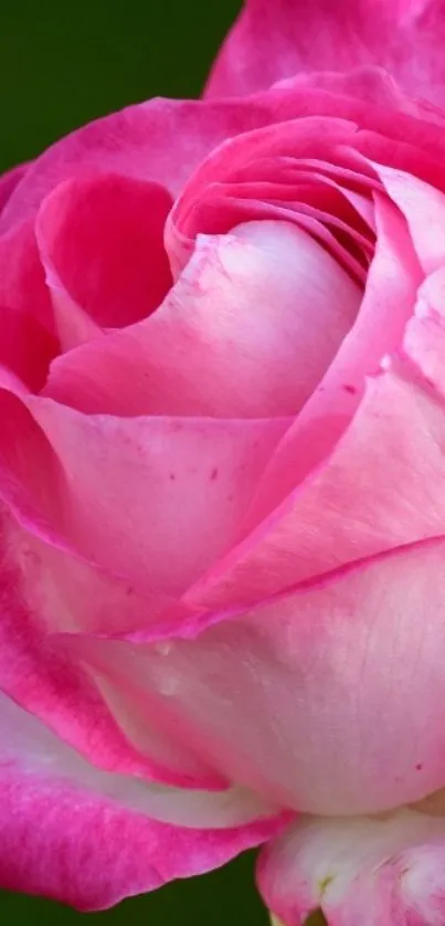 Close-up of a pink rose in full bloom for mobile wallpaper.