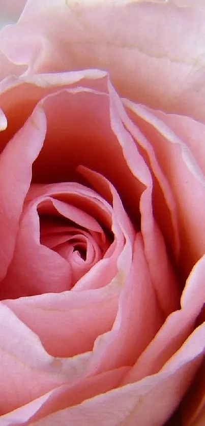 Close-up of elegant pink rose with delicate petals.