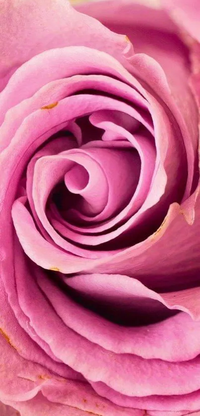 Close-up of elegant pink rose petals forming a stunning natural pattern.