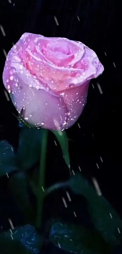 Pink rose in rain on dark background, perfect for elegant wallpaper.