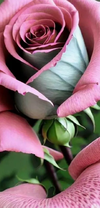 Close-up of a pink rose with delicate petals.