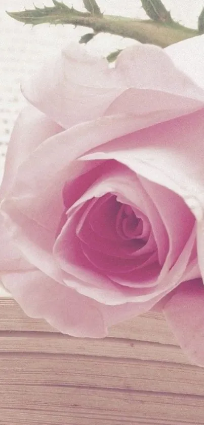 Pink rose resting on an open book background.