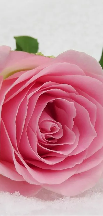 Elegant pink rose with green leaves on fresh snow.