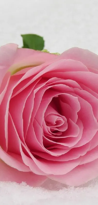 Delicate pink rose lying on white snow background.
