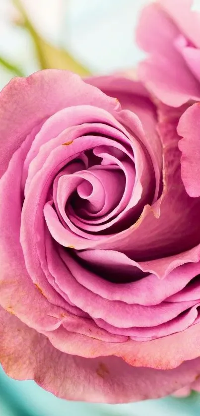 Close-up of a vibrant pink rose with delicate petals.