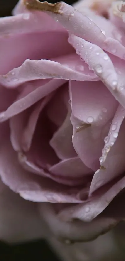 Close-up of dewy pink rose petals mobile wallpaper.