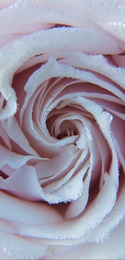 Closeup of a pink rose spiral wallpaper