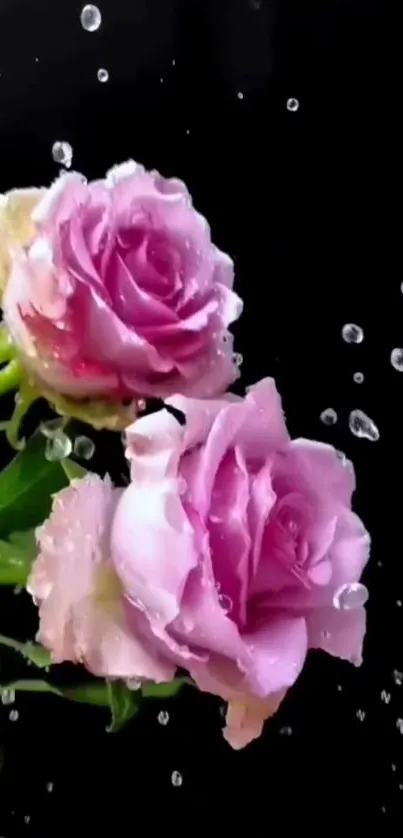 Elegant wallpaper with pink roses and water droplets on a black background.