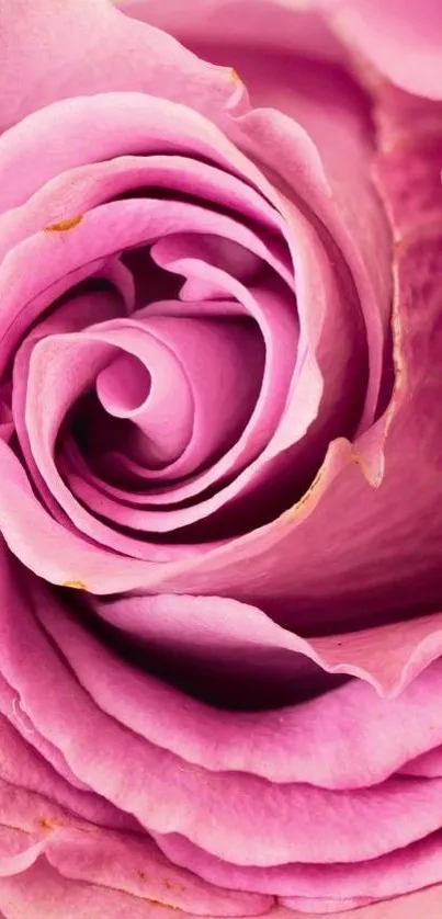 Close-up of a pink rose with swirling petals.