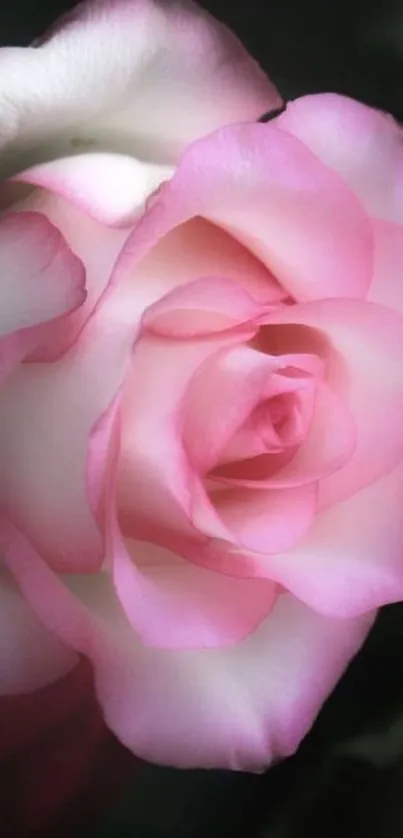 Close-up of a pink rose with soft petals, perfect for a mobile wallpaper.