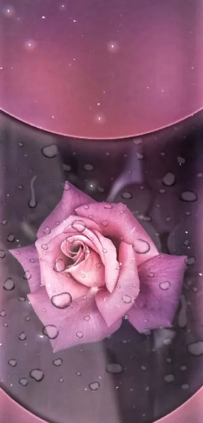 Elegant mobile wallpaper with a pink rose and water droplets on a purple background.