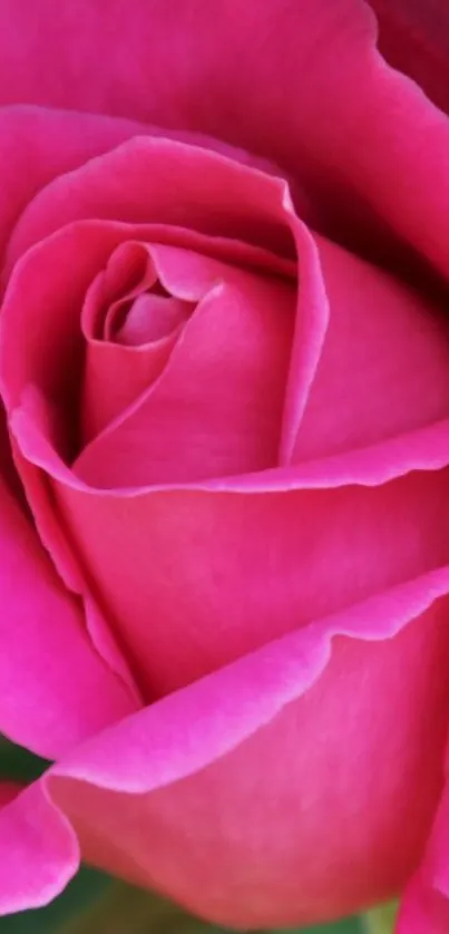 Close-up of a vibrant pink rose, showcasing delicate petals and natural elegance.