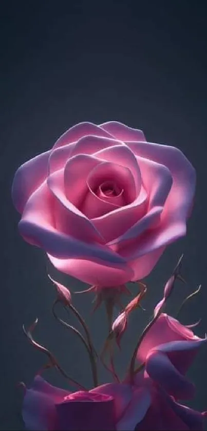 Elegant pink rose on dark background wallpaper.