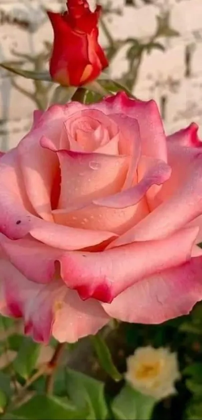 Elegant pink rose with dew drops against a serene garden backdrop.