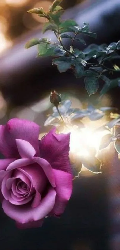 Beautiful pink rose illuminated by sunlight, perfect for mobile wallpaper.