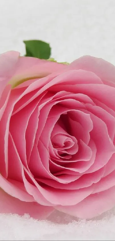 Pink rose lying delicately on white snow.