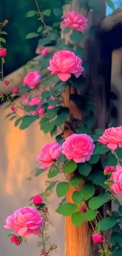 Vibrant pink roses climbing a rustic wooden fence.