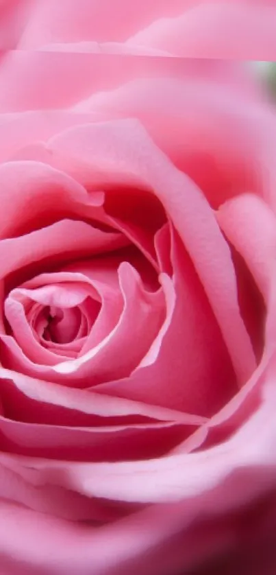 Close-up of a blooming pink rose with soft petals, perfect for mobile wallpaper.