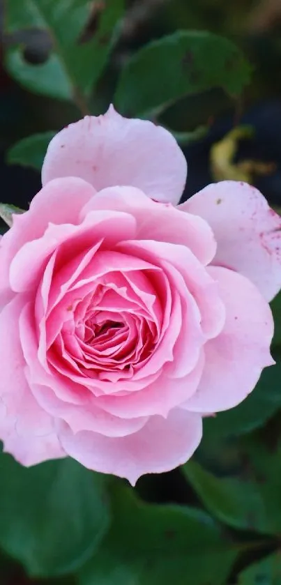 Close-up of a pink rose with lush green leaves.