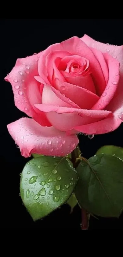 Pink rose with dewdrops on dark background.