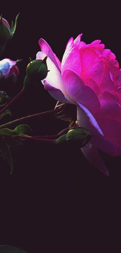 Elegant pink rose with soft petals on a dark background.